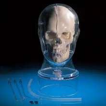 МРТ/ЯМ Фантом головы MRI/NM Head Phantom BHC фото