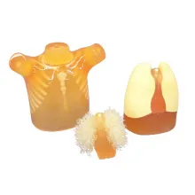 ПФГ Педиатрический фантом груди Ref. PH-1C Pediatric Chest Phantom фото