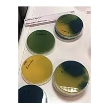 Основа агара для Bacillus cereus М833 фото