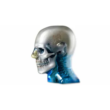 ATOM Max Дентальный и диагностический фантом головы Ref. 711 – HN ATOM Max Dental & Diagnostic Head Phantom фото 1