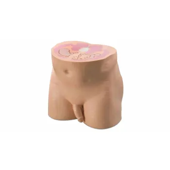 ОМТ Мужской фантом органов малого таза Ref. 801-P Virtually Human Male Pelvis Phantom фото 1